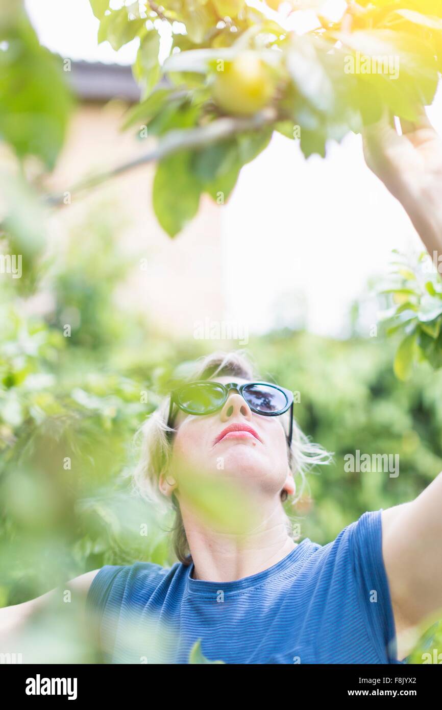 Front view of mature woman reaching to pick plums in orchard Stock Photo