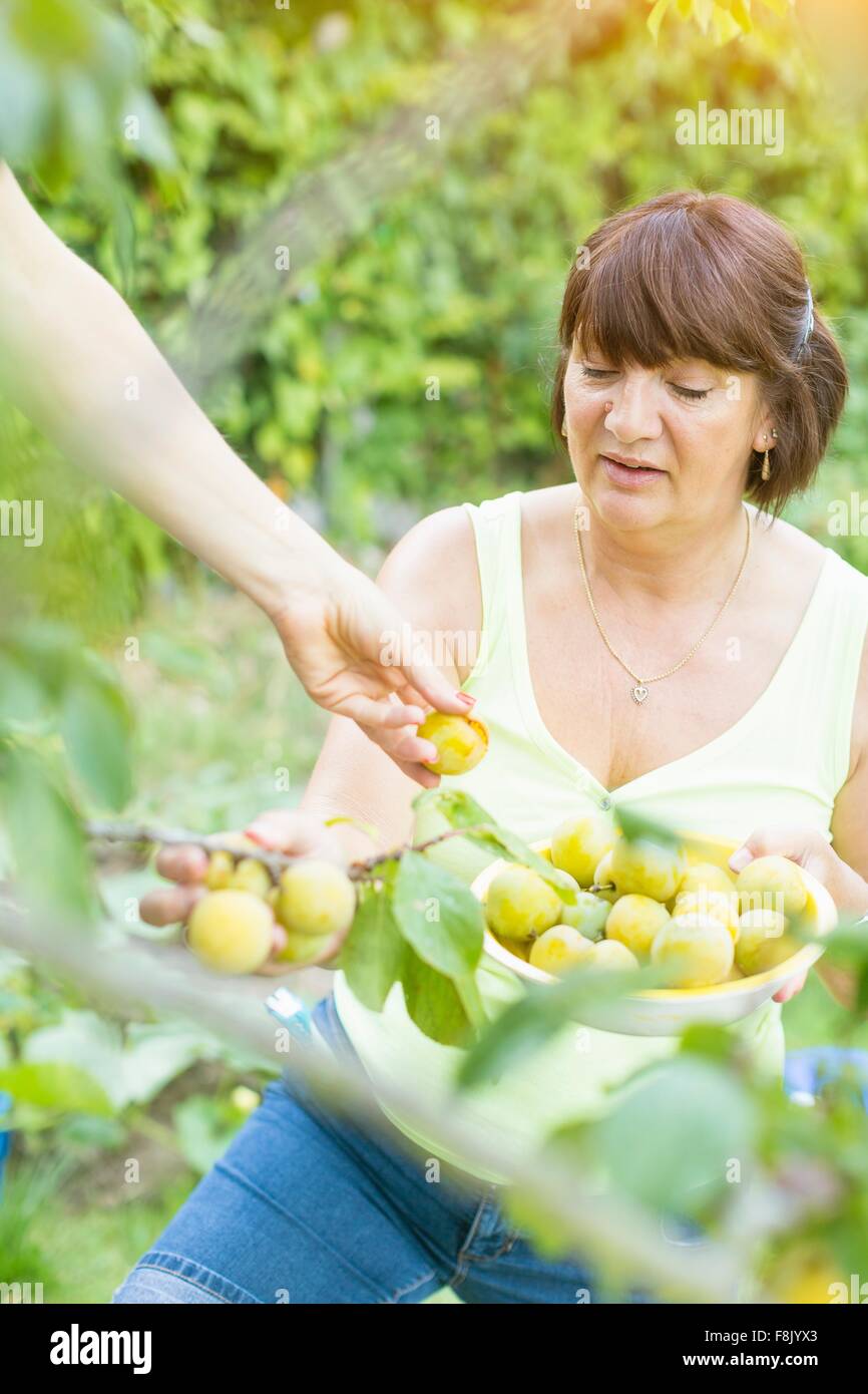 Senior woman holding bowl of picked plums in orchard Stock Photo
