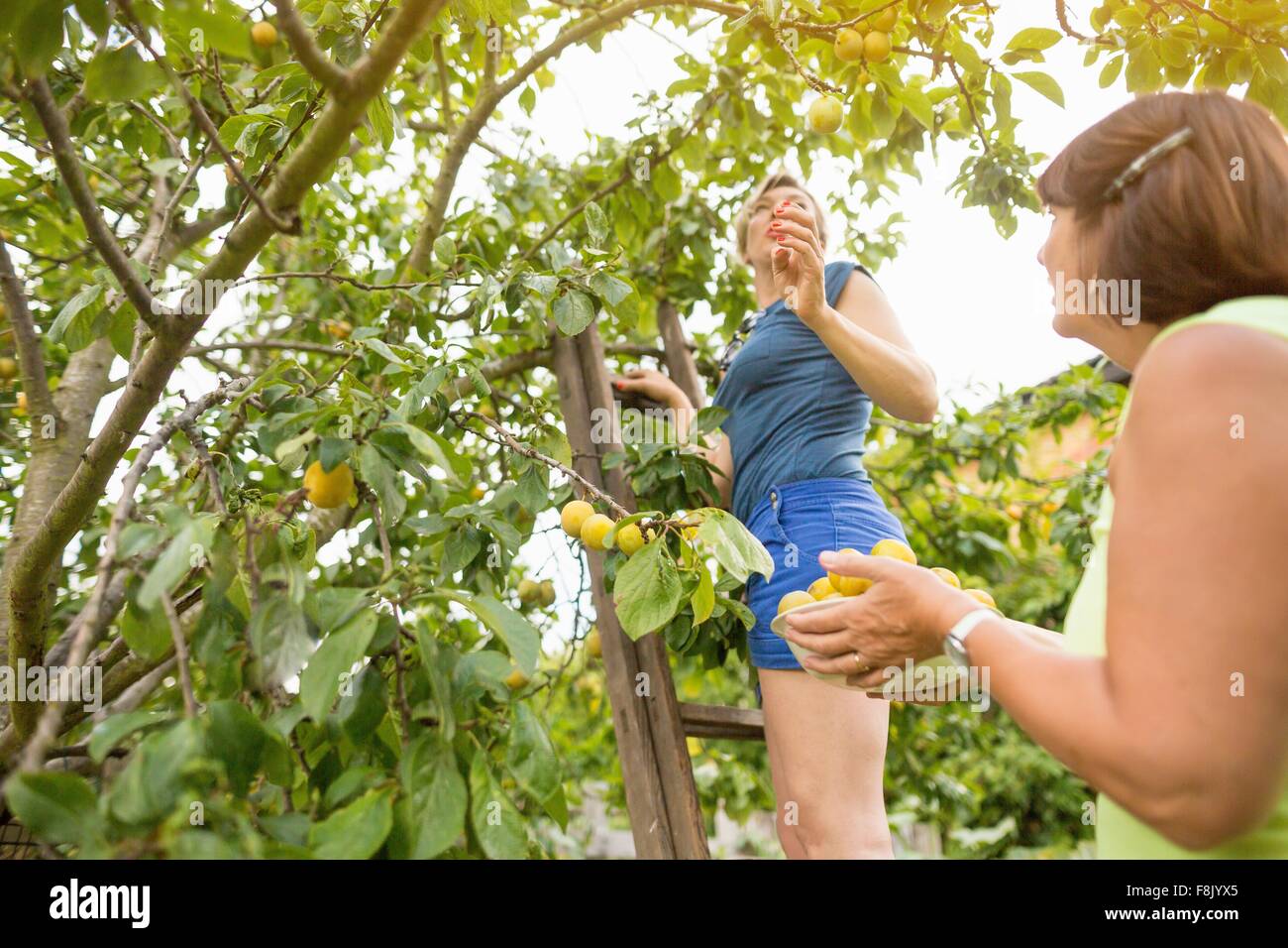 Low angle view of senior woman and daughter picking plums in orchard Stock Photo