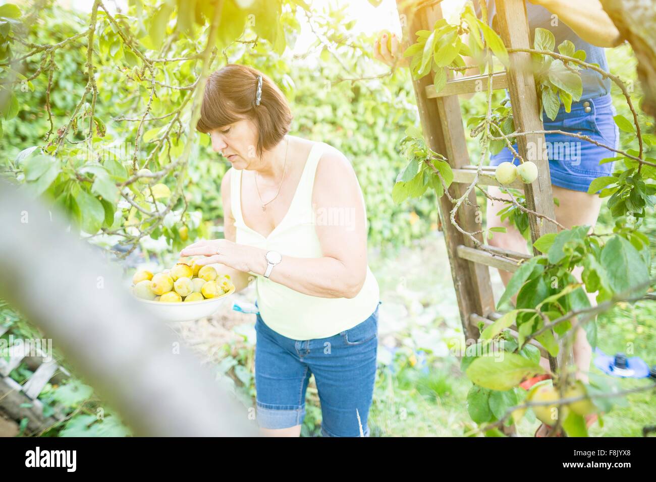 Senior woman and daughter picking plums in orchard Stock Photo