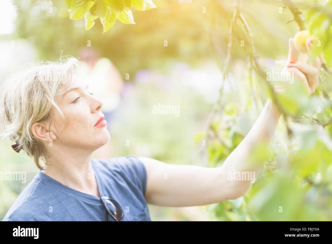 Mature woman reaching to pick plums in orchard Stock Photo