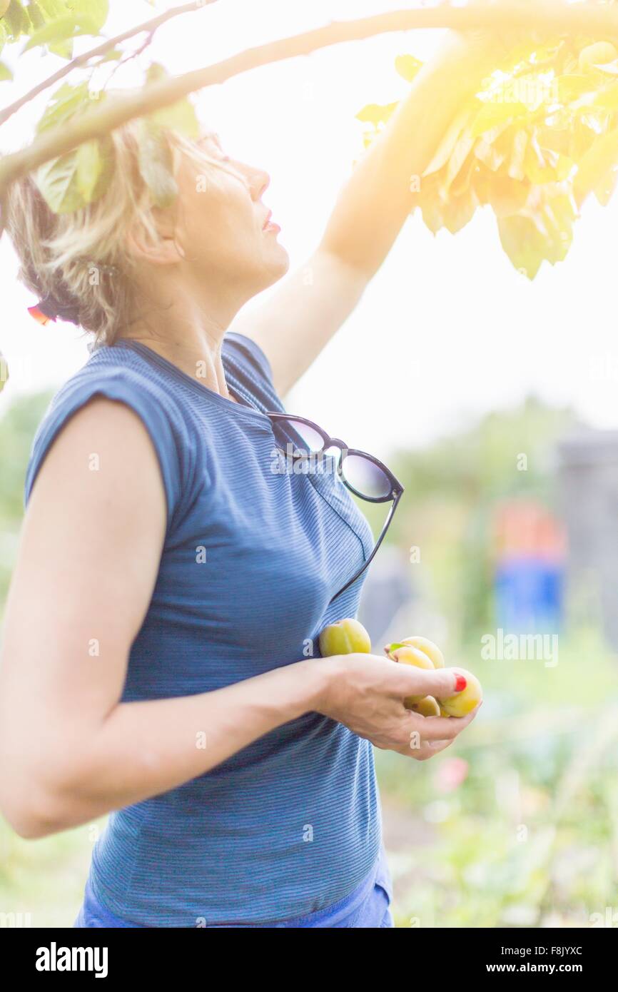 Woman picking plums from tree in sunlight Stock Photo