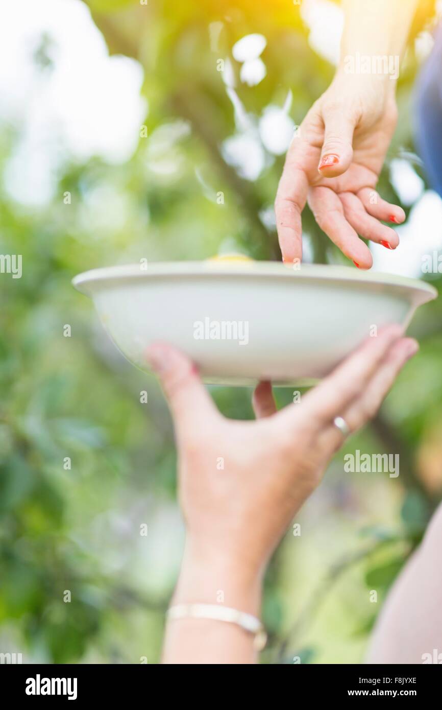 Close up of mature woman hands placing picked plum into mothers bowl in orchard Stock Photo
