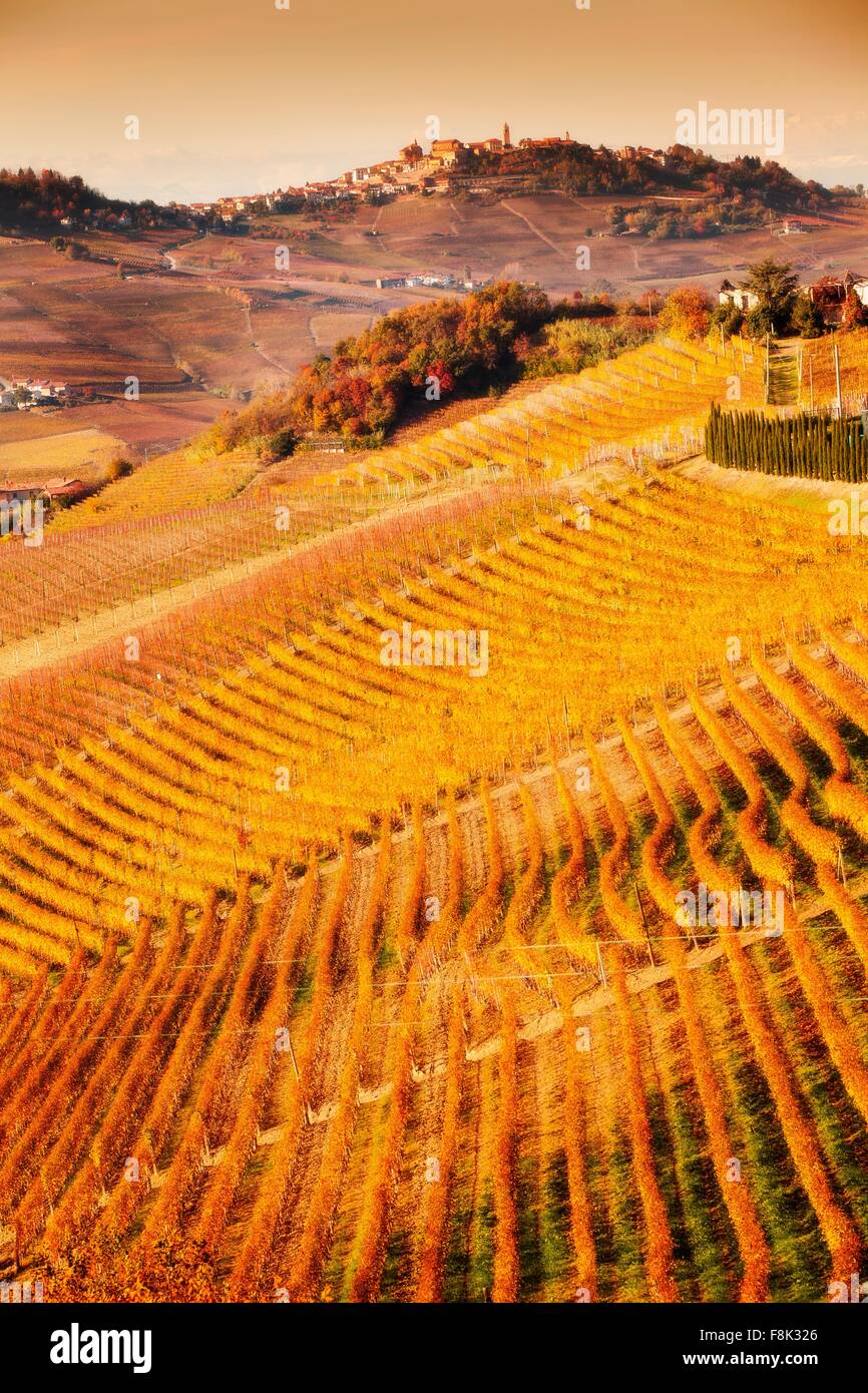 Elevated view of rows of hill vineyards, Langhe, Piedmont Italy Stock Photo