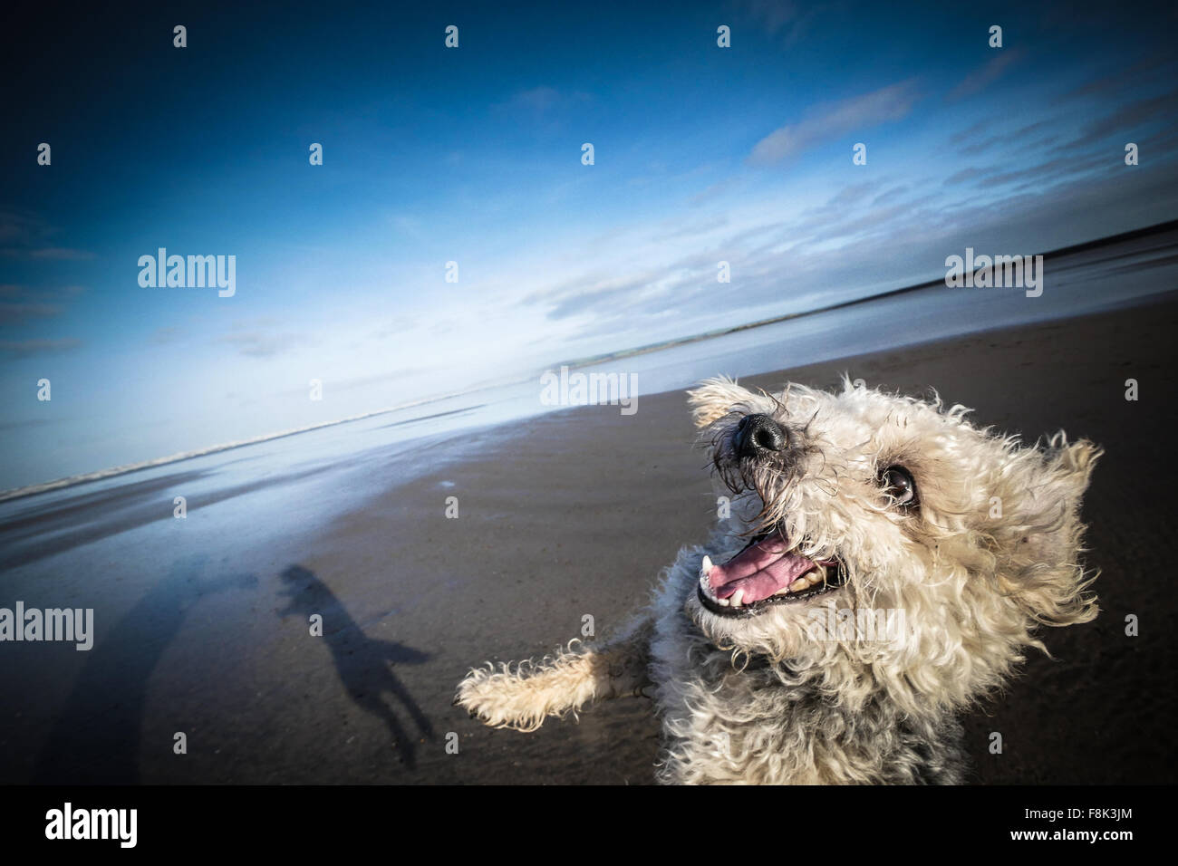 Jackapoo dog snarls with joy whilst playing ball on the beach Stock Photo