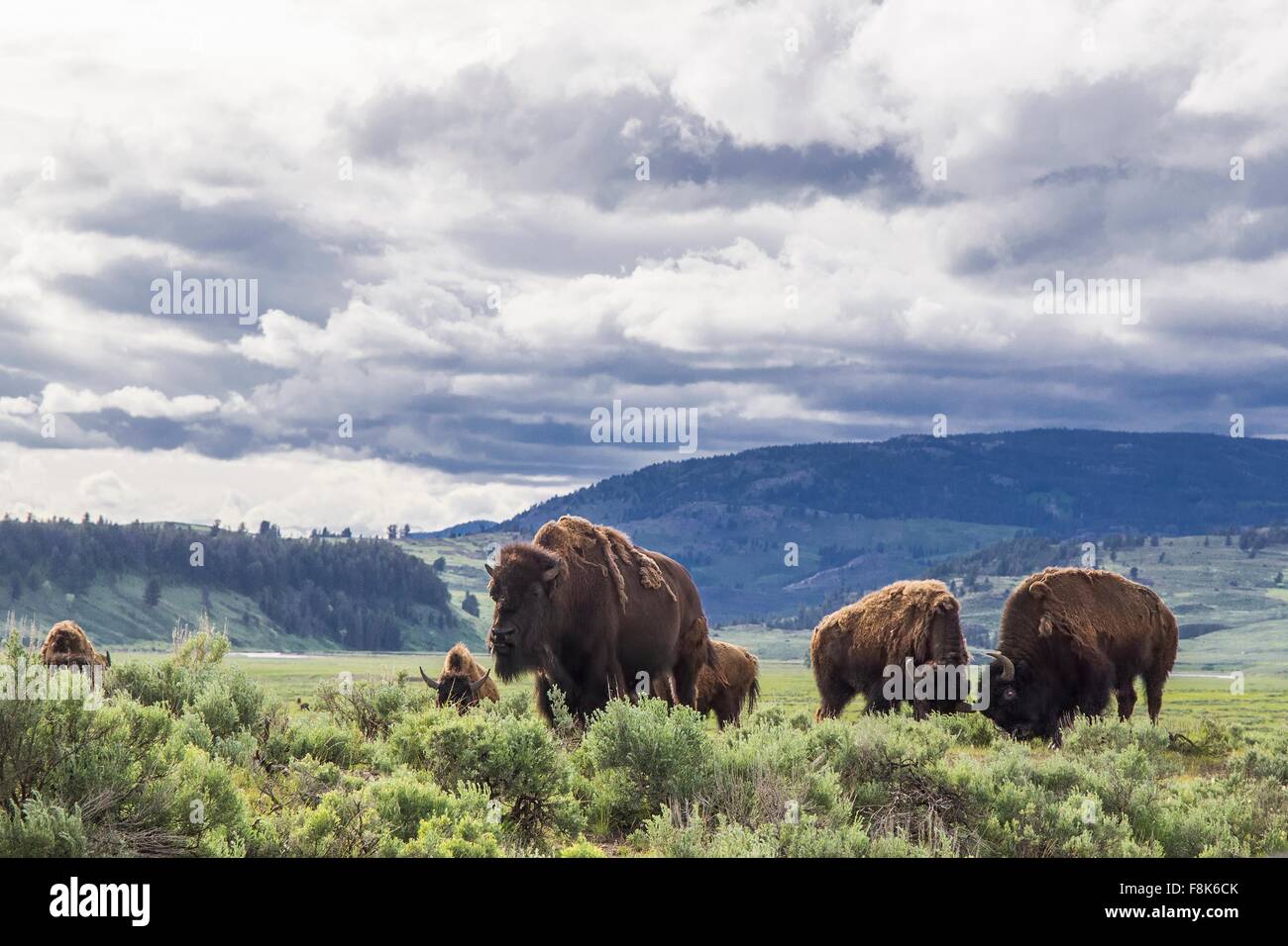 lamar-valley-yellowstone-national-park-wyoming-usa-hi-res-stock