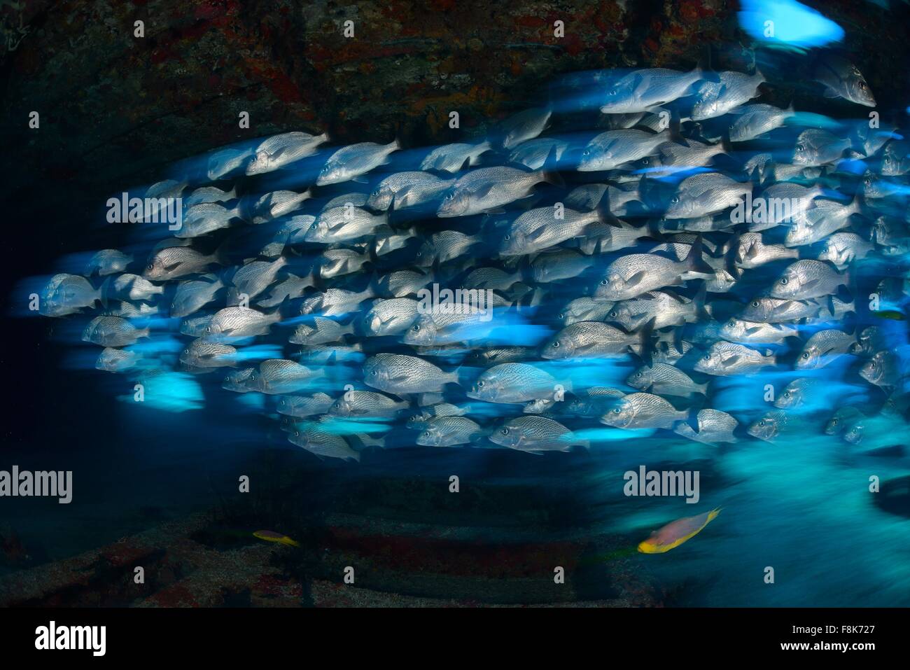 School of grunt snappers seeking shelter inside ship wreck, Quintana Roo, Mexico Stock Photo