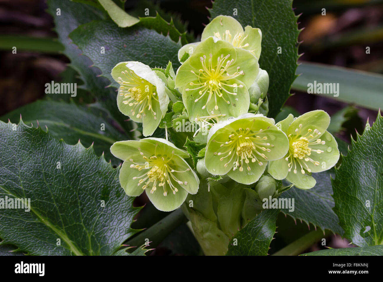 Winter flowers of the Corsican hellebore, Helleborus argutifolius, a