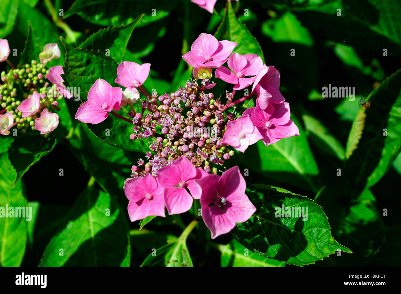 HYDRANGEA BUD AND FLOWER IN SUN Stock Photo Alamy