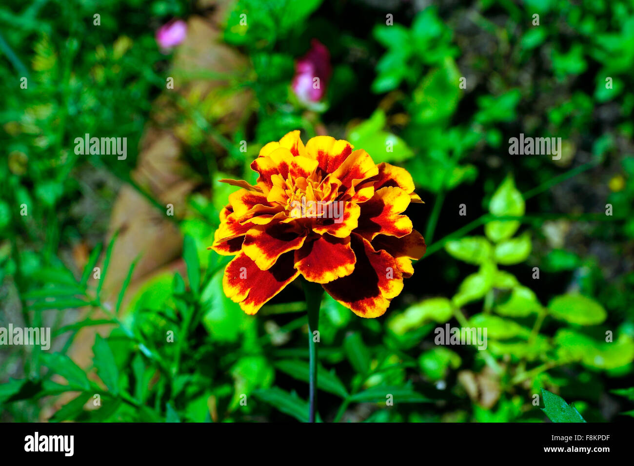 MARIGOLD IN SUN Stock Photo Alamy