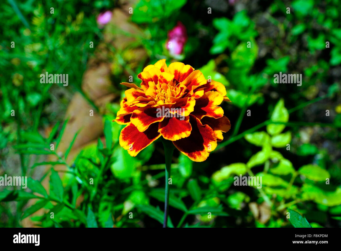 MARIGOLD IN BLOOM Stock Photo Alamy