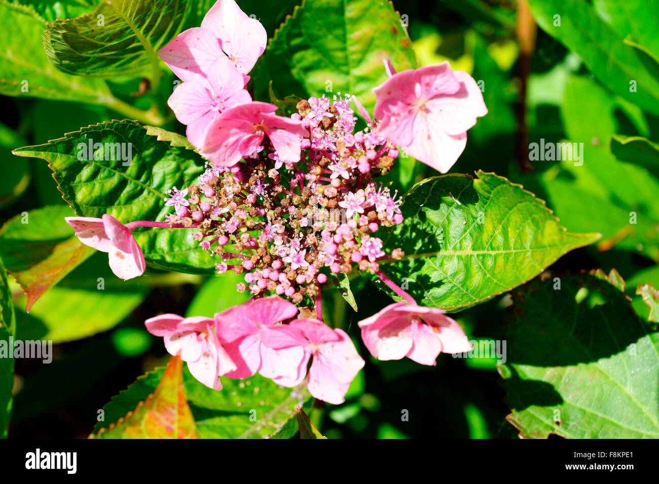 HYDRANGEA BUD AND FLOWER Stock Photo Alamy