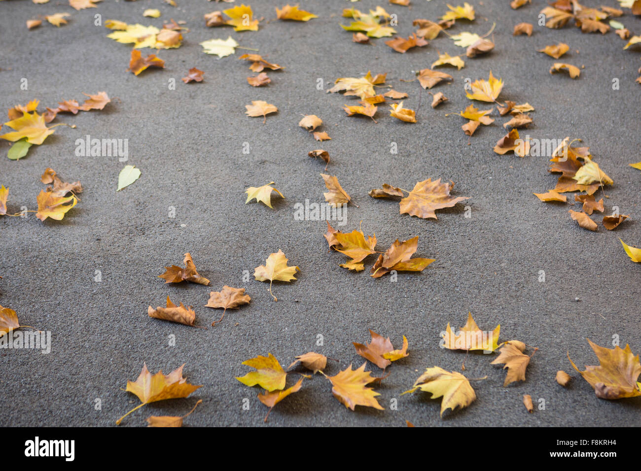 Golden leaves hi-res stock photography and images - Alamy