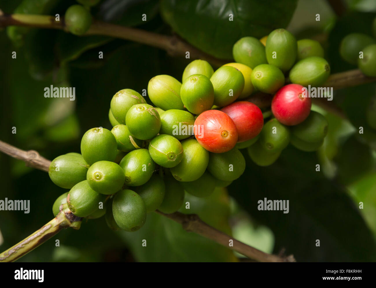 Bunch of red and green Hawaiian Kona Red coffee beans on branch in plantation in Kauai, Hawaii Stock Photo