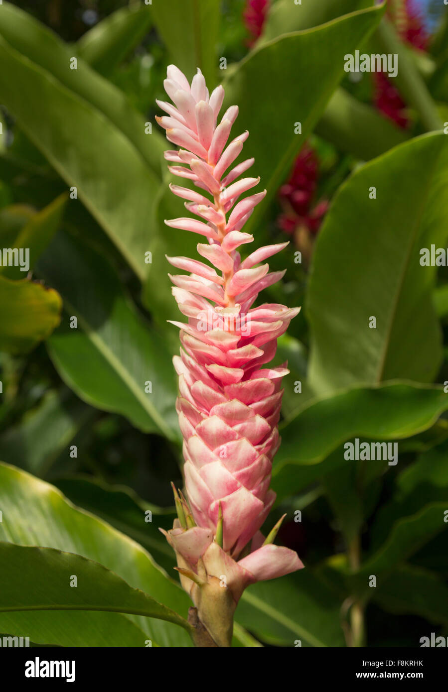 Hawaiian Pink Ginger spice plant growing in plantation in Kauai, Hawaii Stock Photo