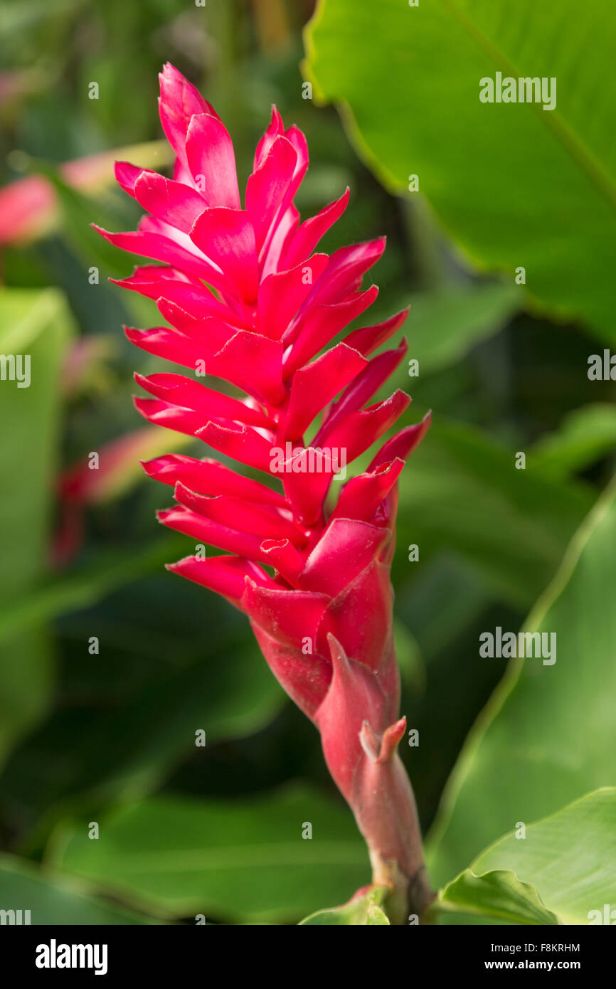Hawaiian Pink Ginger spice plant growing in plantation in Kauai, Hawaii Stock Photo