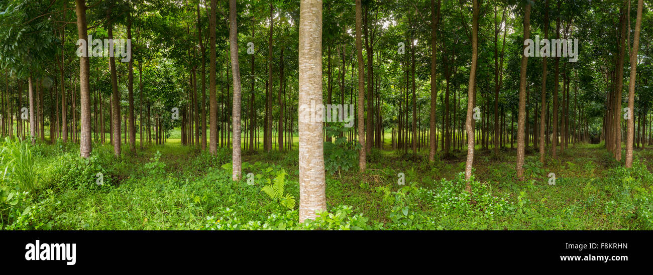 Panorama of trunks in plantation of Mahogany trees in Hawaii, USA Stock Photo