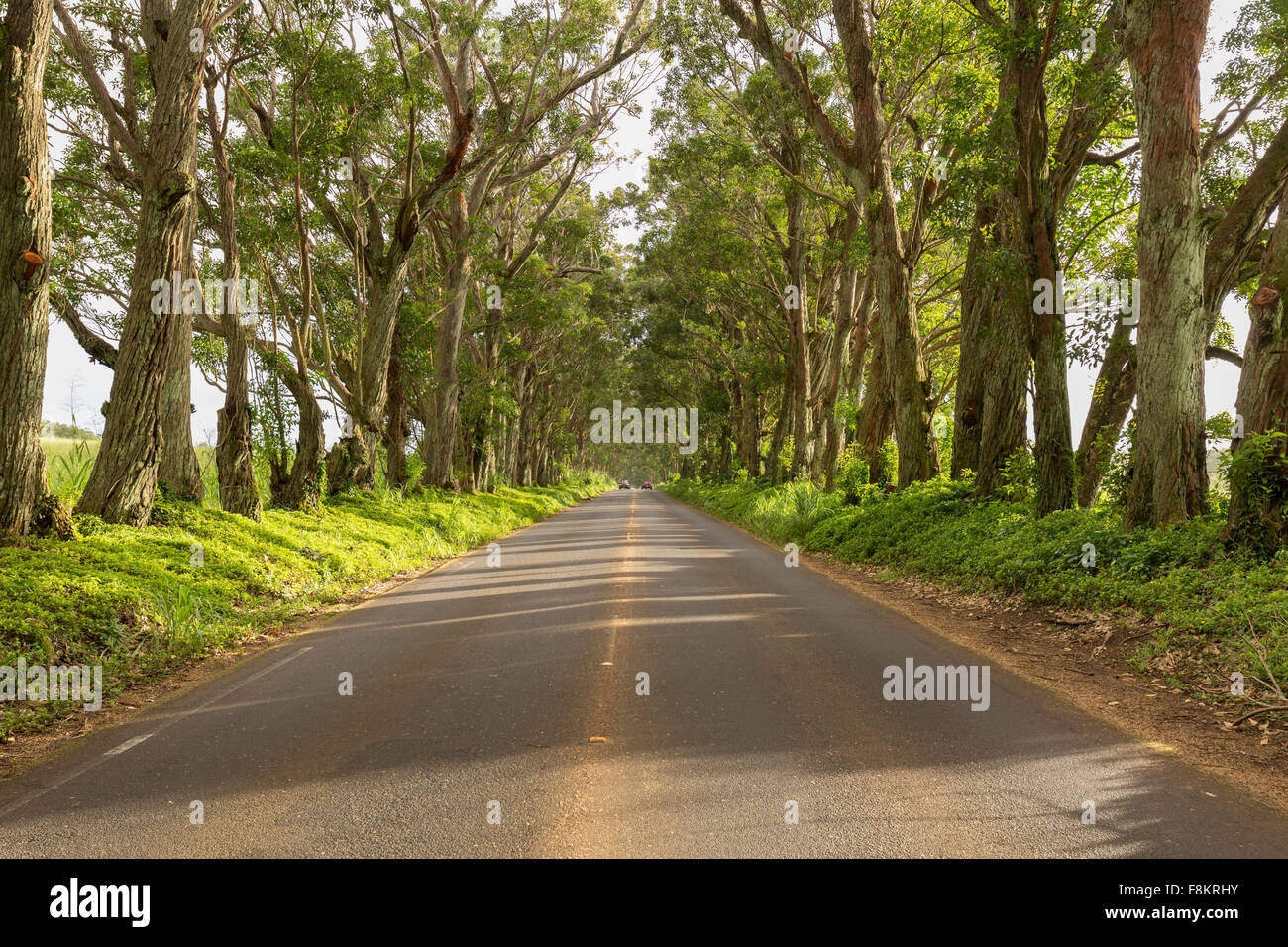 Famous mile long tree lined tunnel of Eucalyptus trees along Maluhia Road to Koloa Town, Kauai, Hawaii Stock Photo