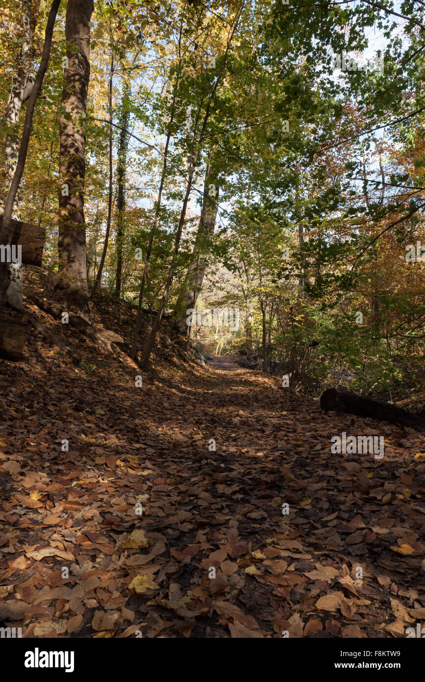 Hike hiking trees forest hi-res stock photography and images - Alamy