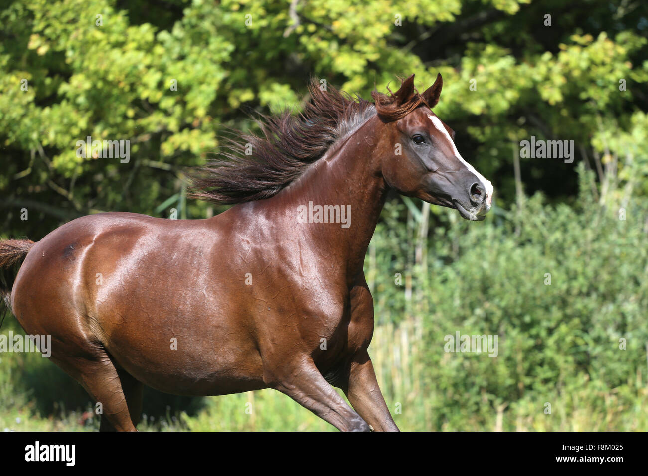 Beautiful young arabian mare galloping on pasture Stock Photo Alamy