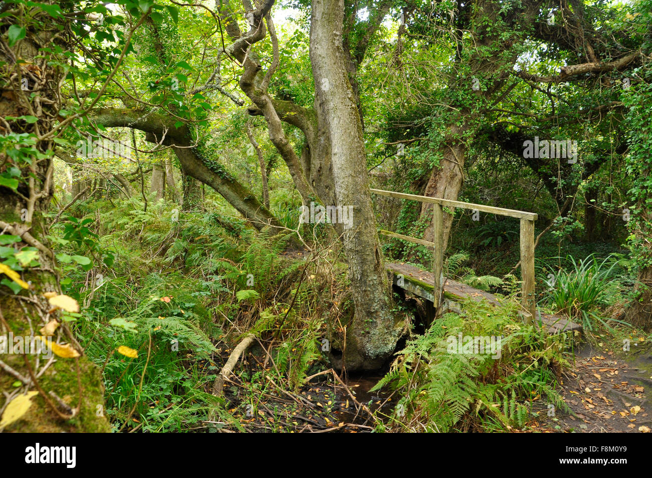 Bridge over a small stream on the Nature Trail from Holy Vale to Porthellick on St Mary's Isles of Scilly Cornwall UK Stock Photo