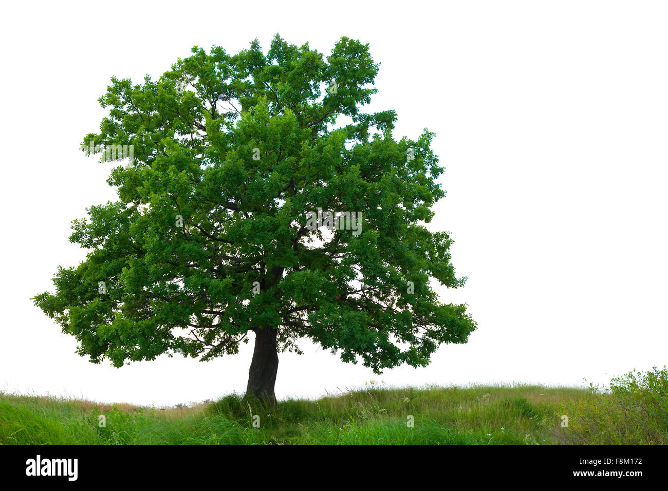 One oak tree on meadow, isolated over white background Stock Photo Alamy