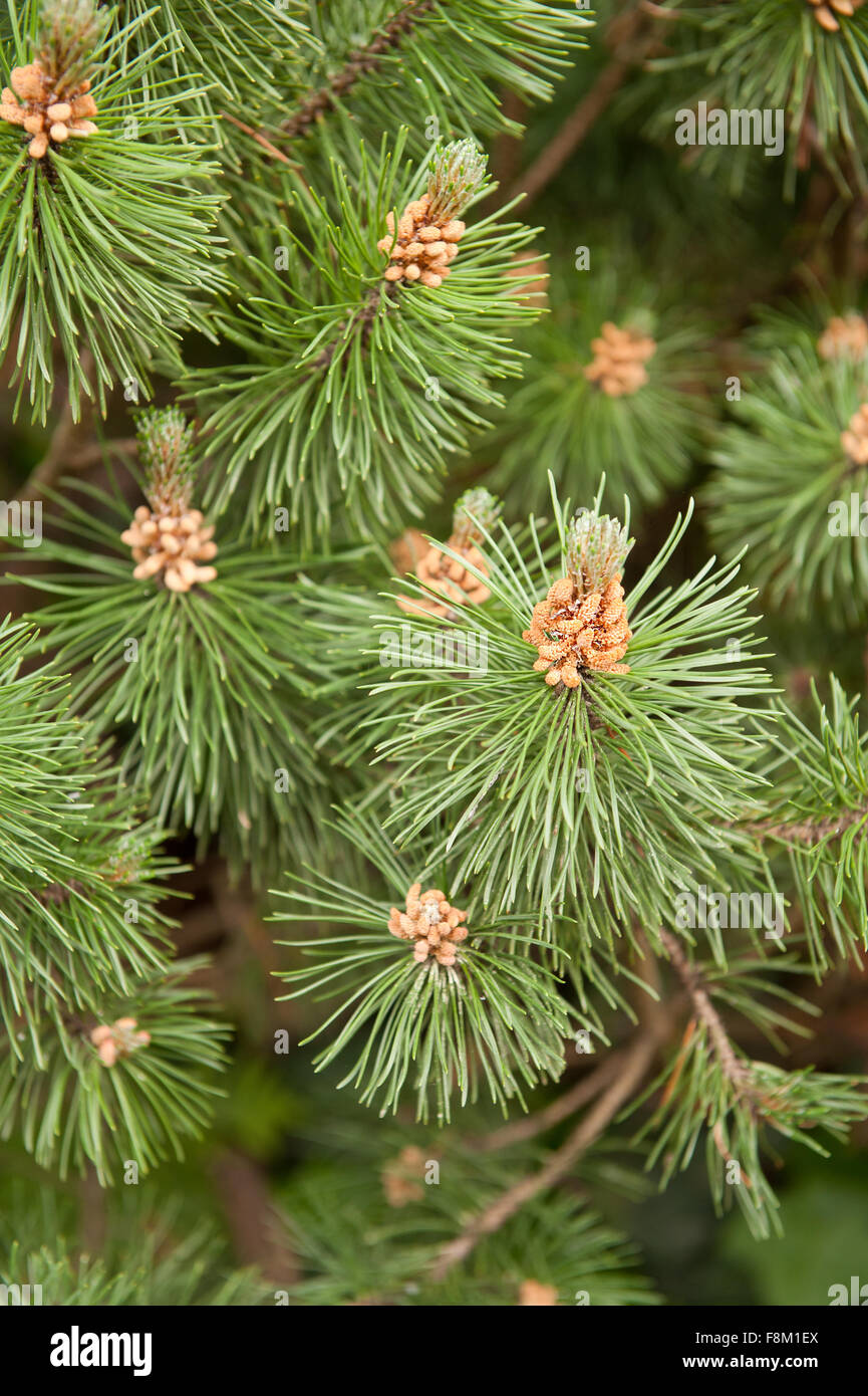 Pinus Mugo pine blossoms in May, small evergreen shrub called Mountain pine or Creeping pine, spring fresh bright brown flowers Stock Photo