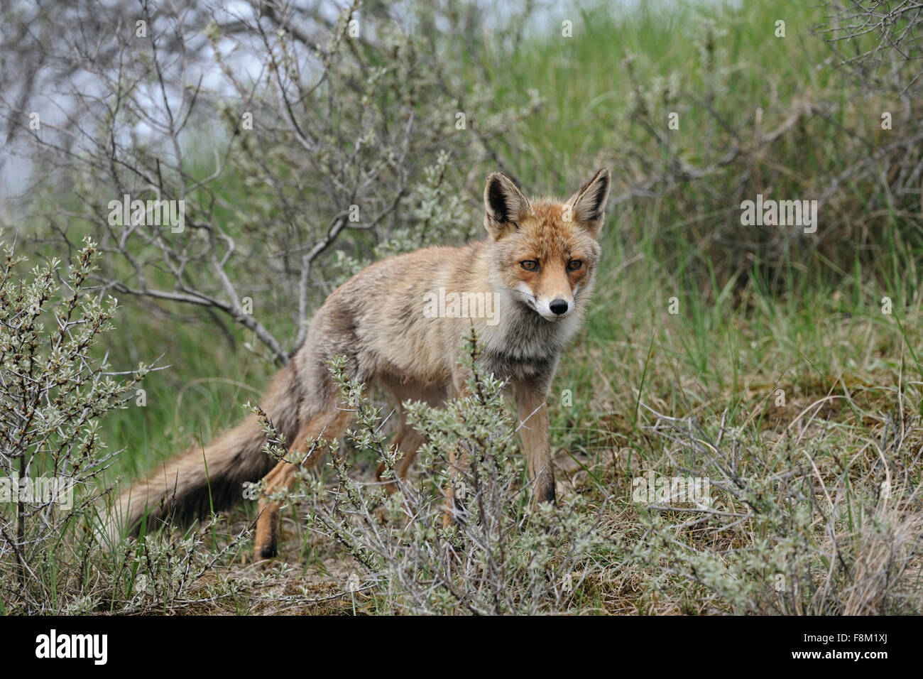 Shy Red Fox / Rotfuchs ( Vulpes vulpes ) stands between bushes, looks ...
