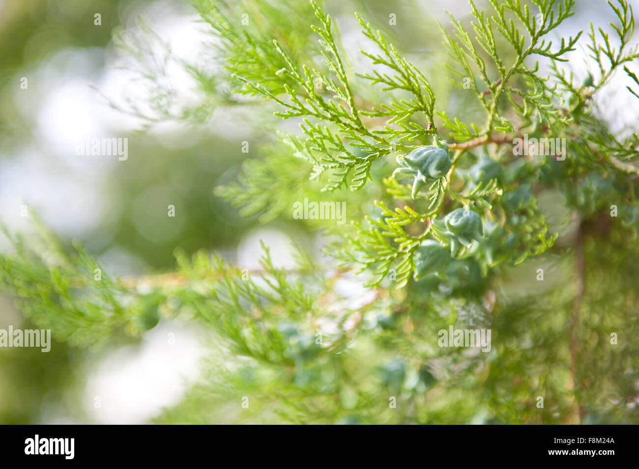 Thuja cones shoots closeup in July, fresh green shoots on the coniferous tree twigs macro, plant grow in Poland, horizontal... Stock Photo