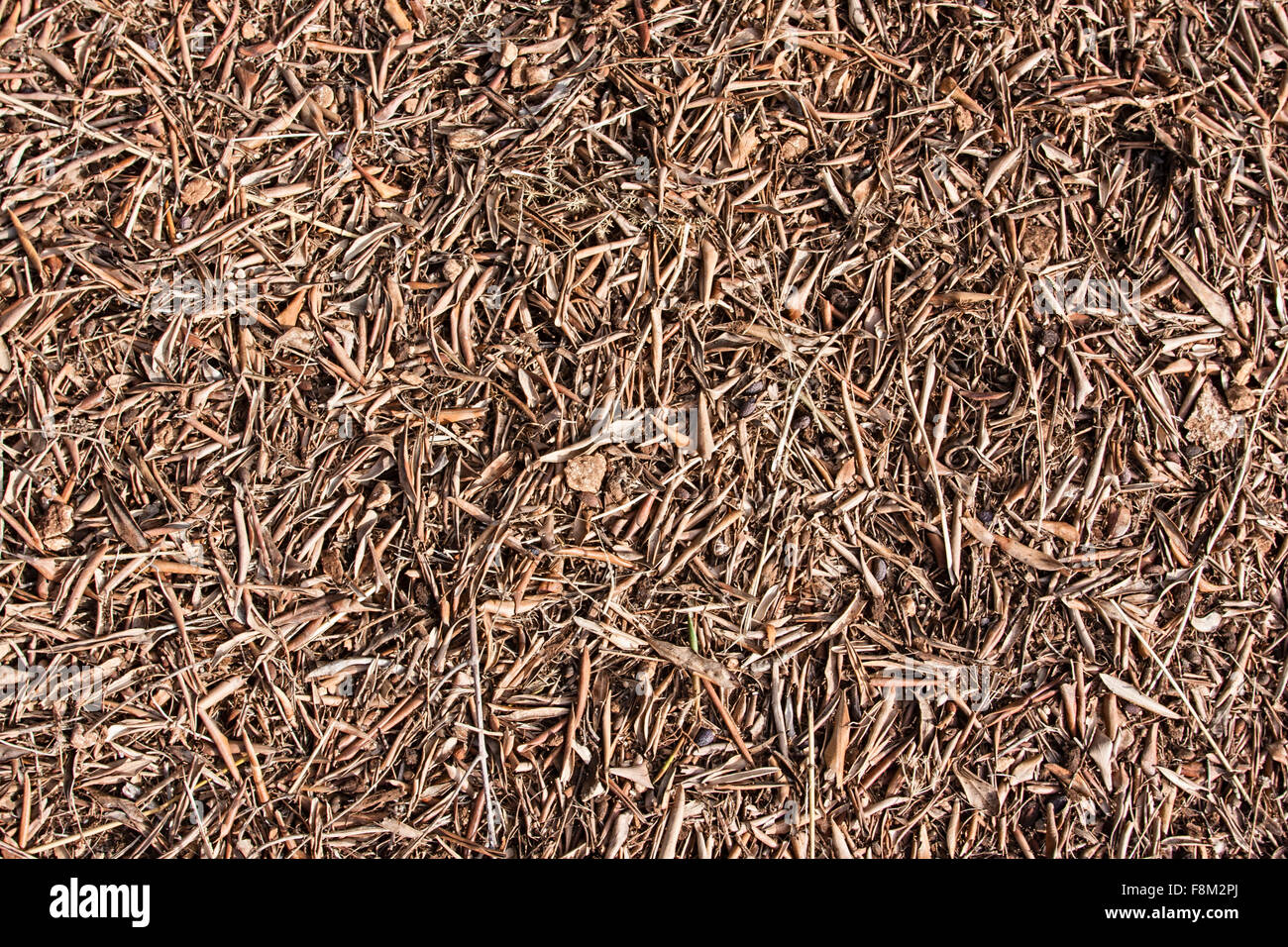 Dead Olive leaves covering the ground Stock Photo