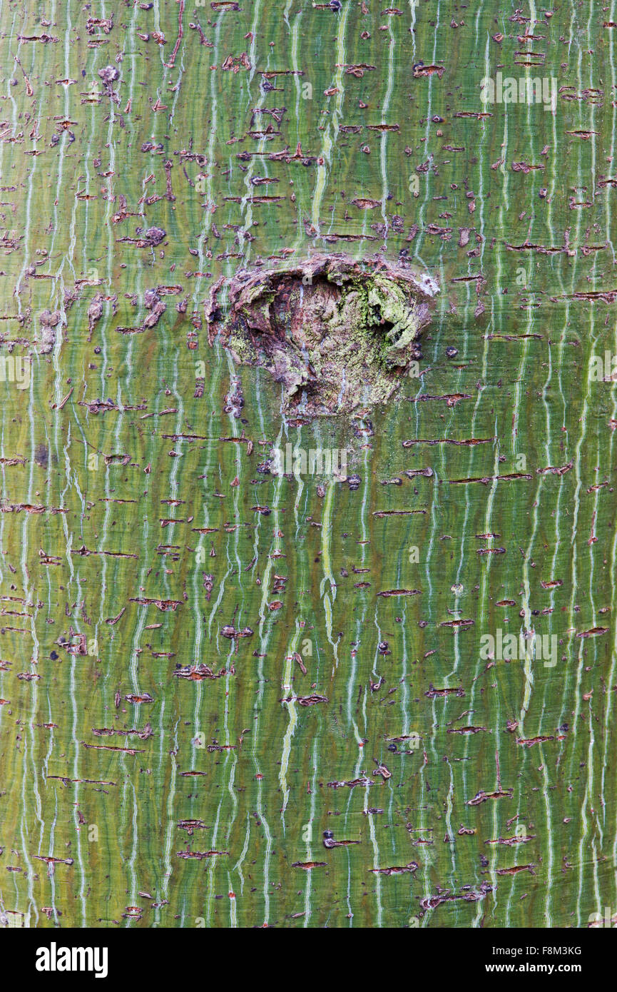 Acer davidii 'Ernest Wilson’.  Pere Davids maple 'Ernest Wilson' tree bark Stock Photo