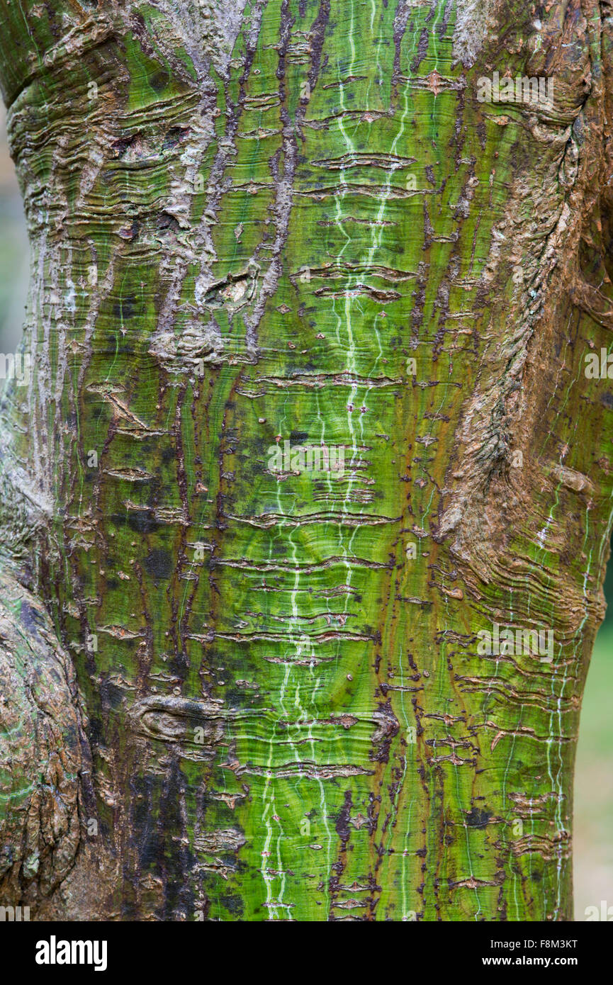 Acer davidii 'Ernest Wilson’.  Pere Davids maple 'Ernest Wilson' tree bark Stock Photo