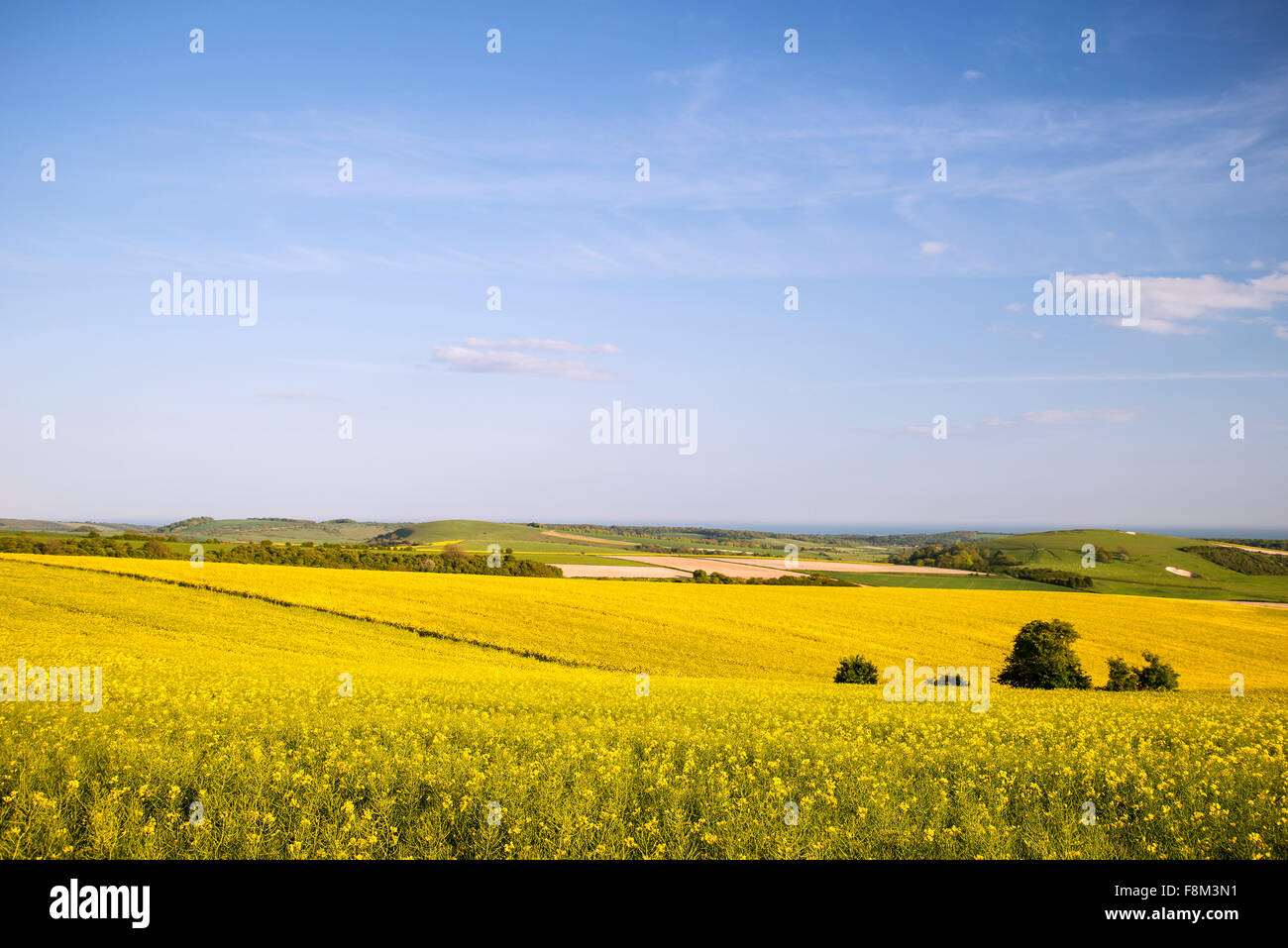 Landscape of fresh rapeseed crop in field in Spring Stock Photo