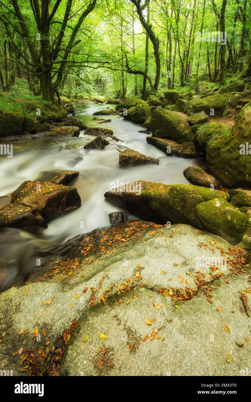 Landscape iamge of river flowing through lush green forest in Summer ...