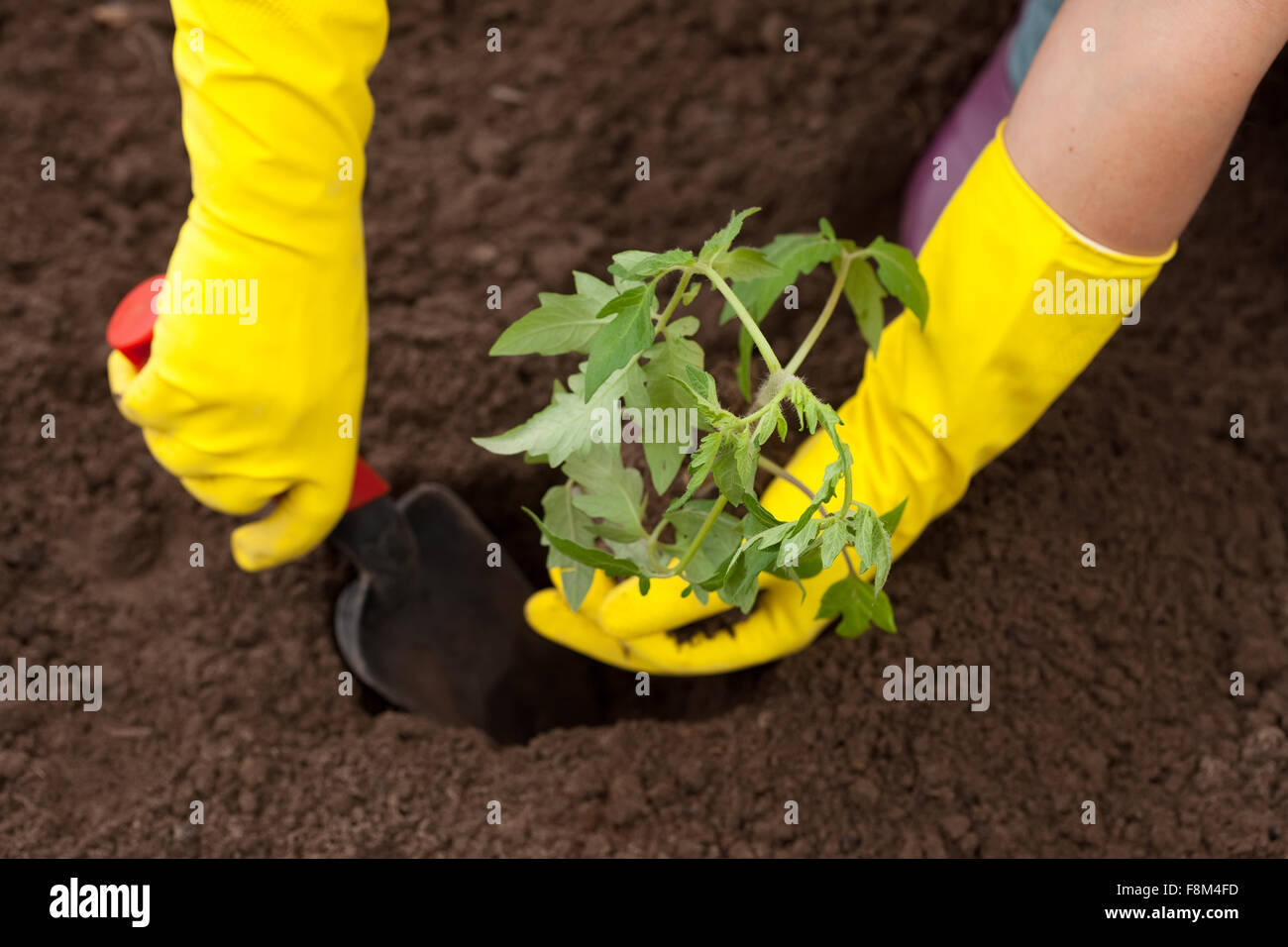 Gardener hands planting tomato seedling in ground Stock Photo Alamy