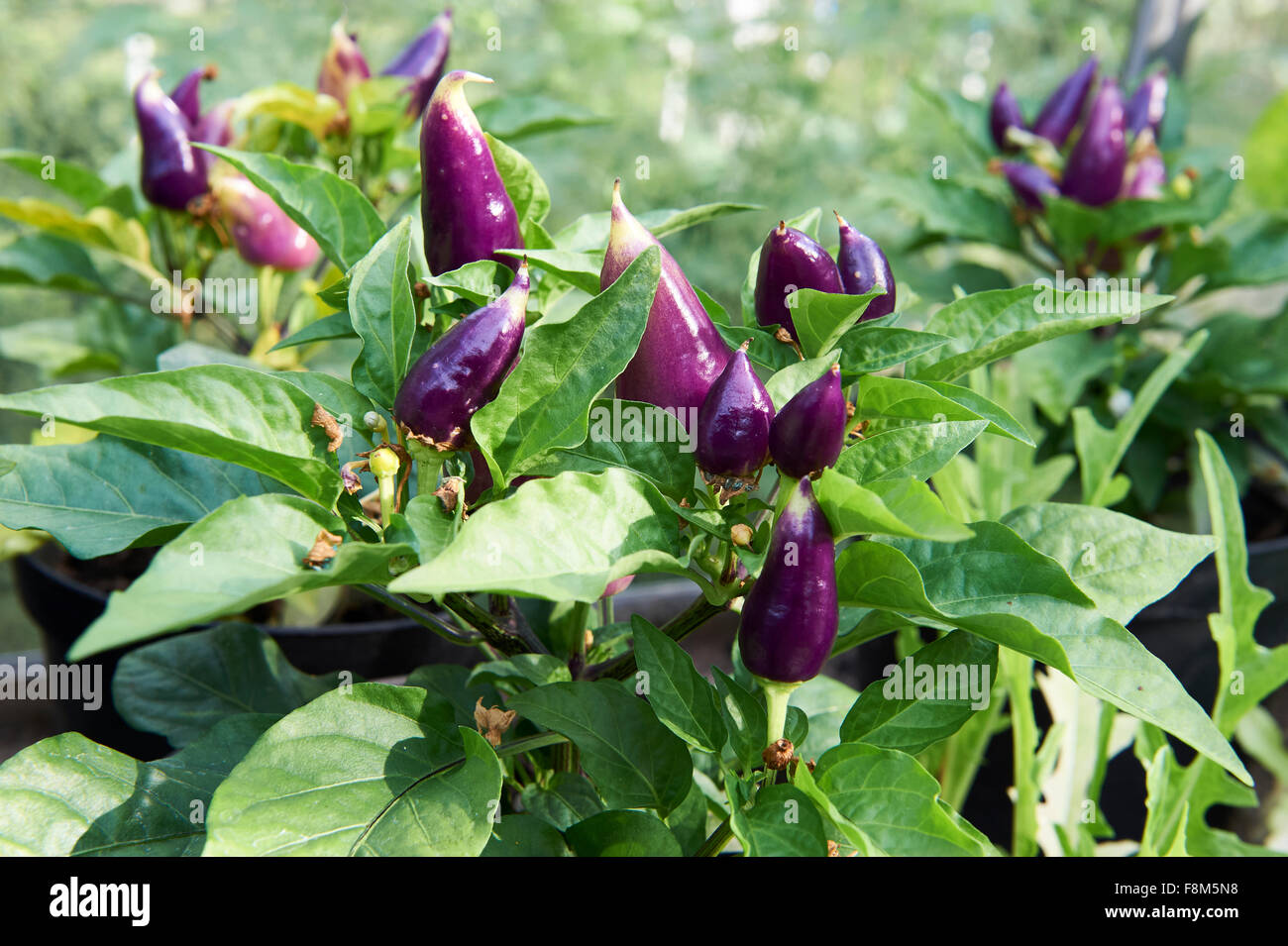 Razzmataz Pepper Plants in a Greenhouse. Stock Photo
