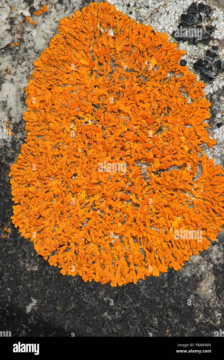 Elegant sunburst lichen, Orange Wall Lichen, Zierliche Gelbflechte, Xanthoria elegans, Amphiloma