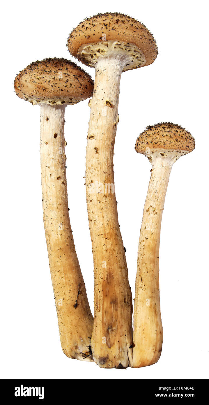 Armillaria mellea honey fungus mushrooms isolated on white background Stock Photo