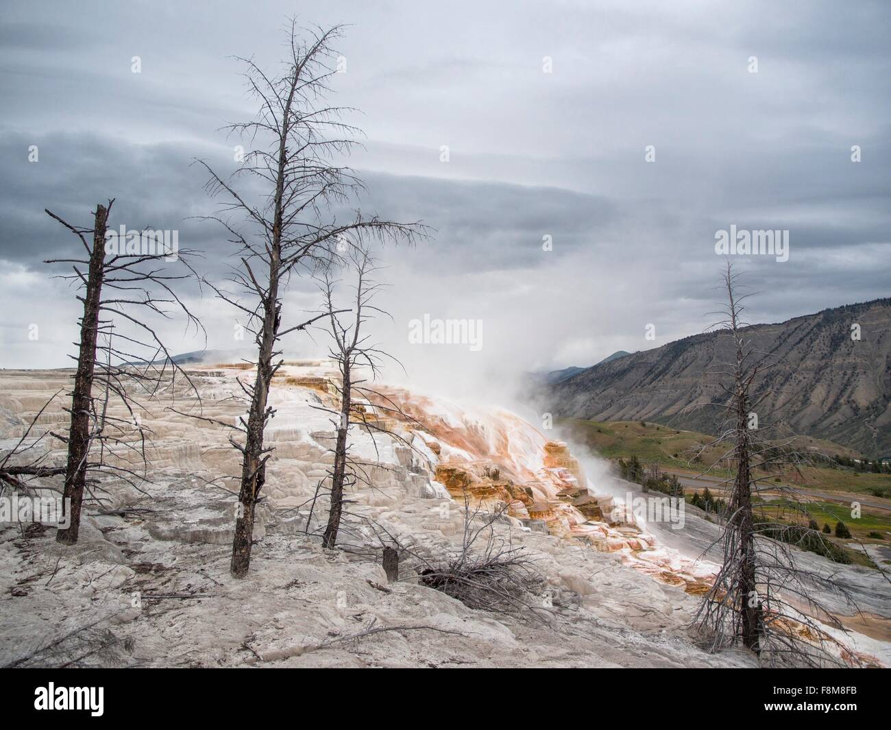 Mammoth hot springs and terraces of calcium carbon deposit, Yellowstone National Park, Wyoming, USA Stock Photo