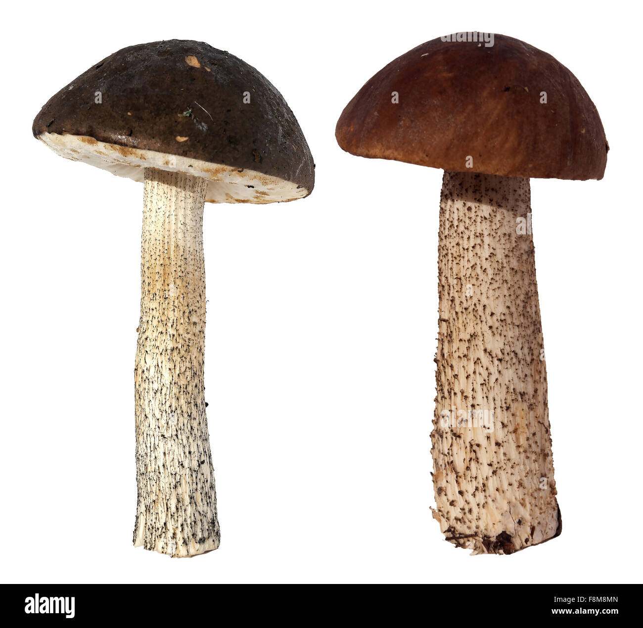 Rough-stemmed bolete mushroom isolated on white background Stock Photo