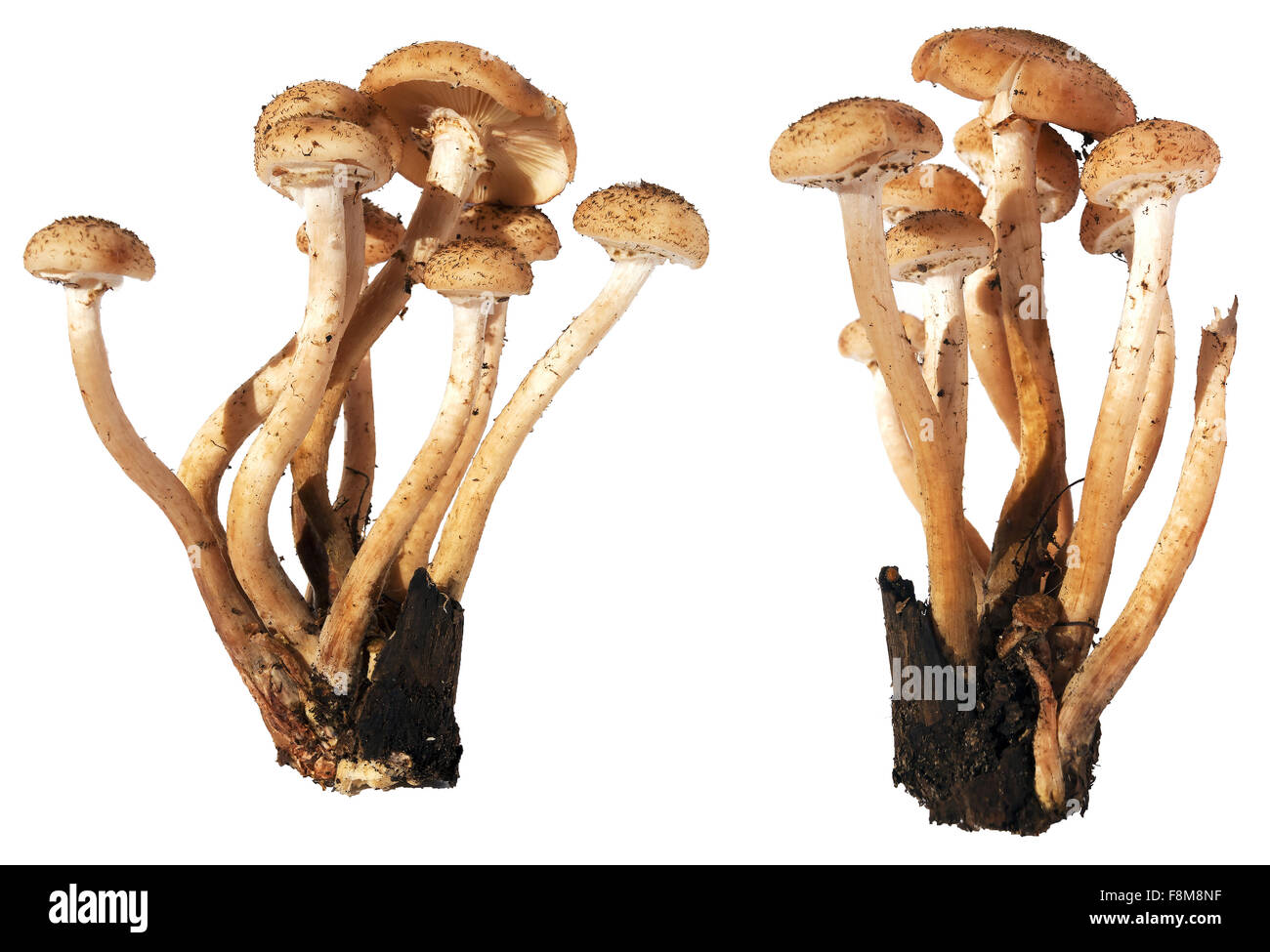 Armillaria mellea honey fungus mushrooms isolated on white background Stock Photo