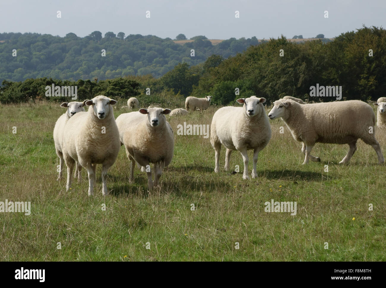 Yearling lambs from Cheviot ewes on late summer downland pasture, Berkshire, September Stock Photo