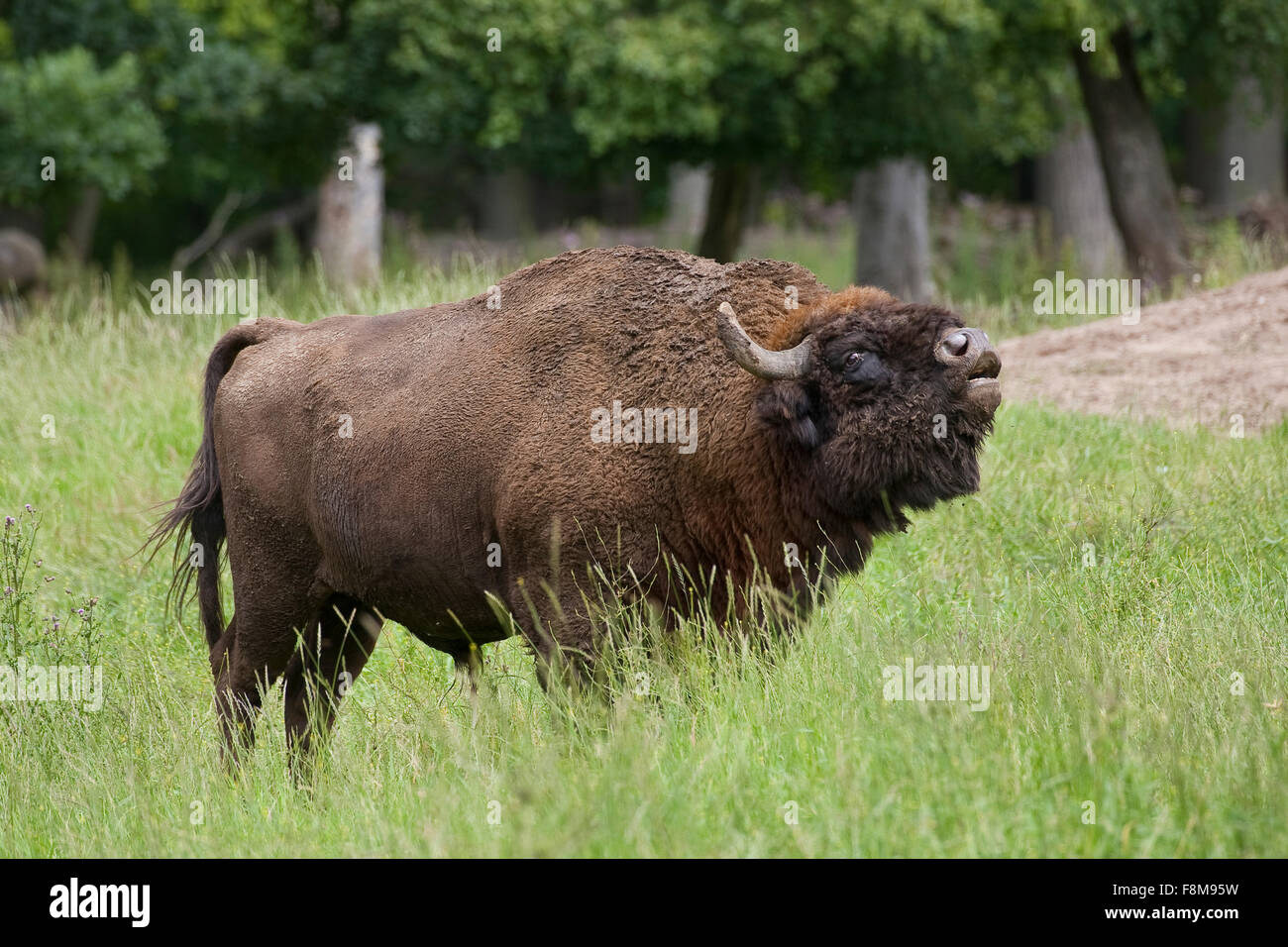 European bison, wisent, European wood bison, male, Wisent, Männchen, Bulle, Europäisches Bison, Bison bonasus, Wildrind Stock Photo