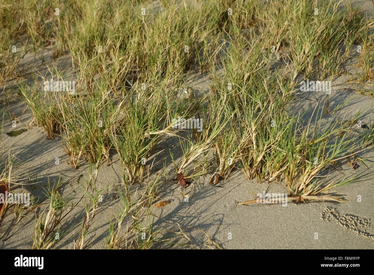 Marine grass growing on the beach  below the high tide line, Krabi Province, Thailand, February Stock Photo