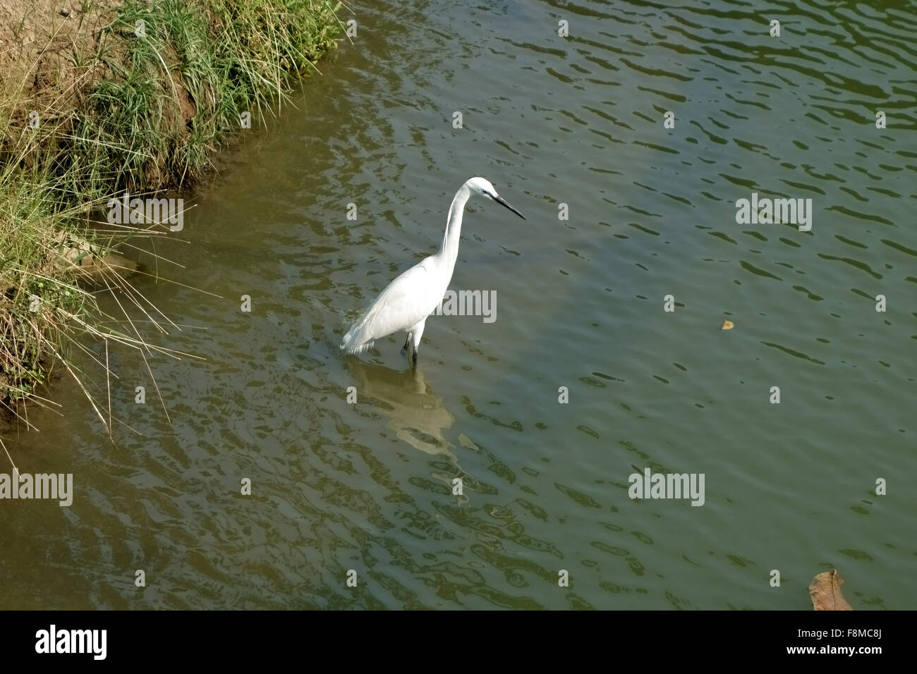 Little egret fishing on the lakeside at Lumpini Park in the centre of Bangkok, Thailand, Stock Photo