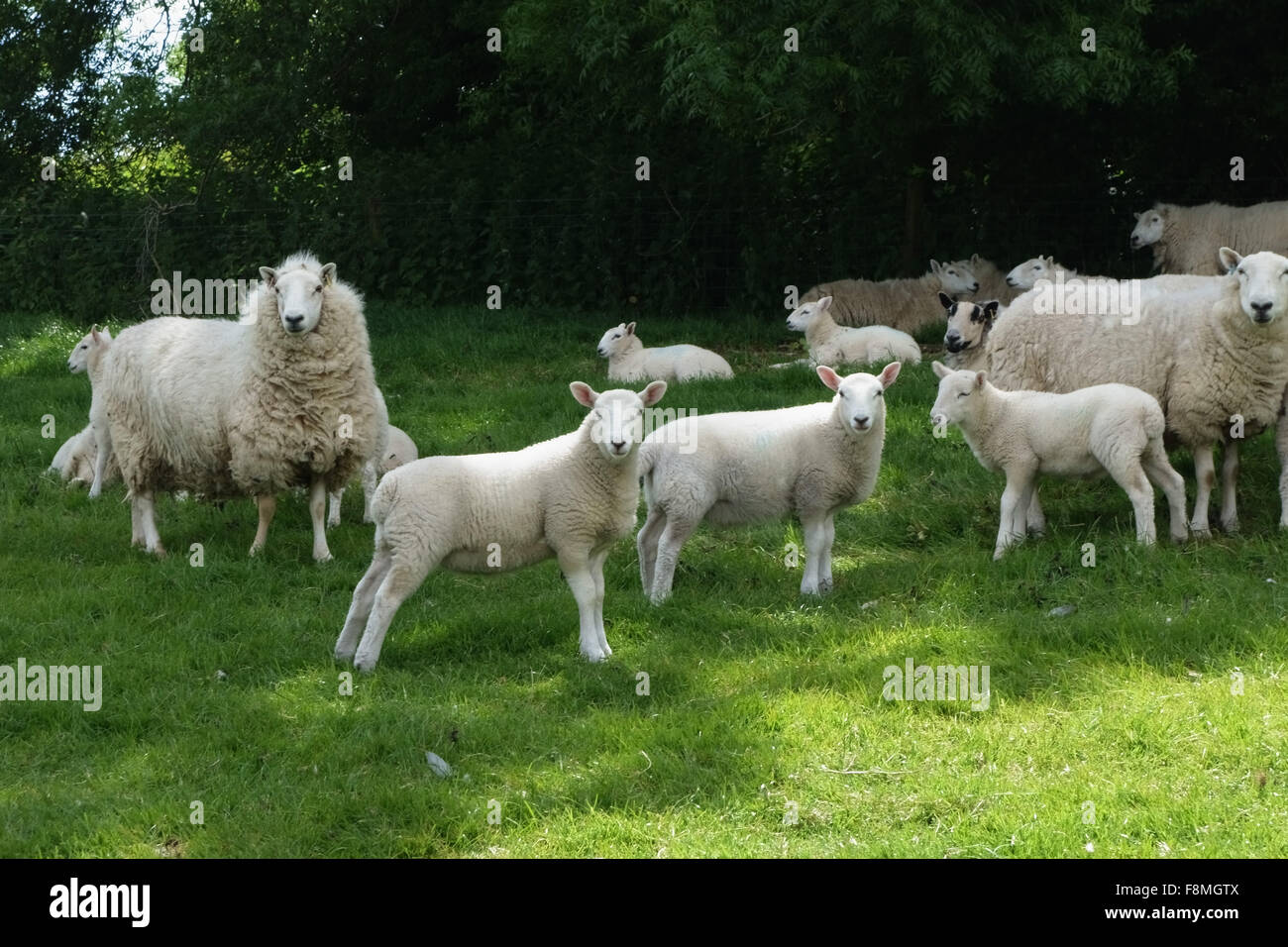 Cheviot ewes with their lambs in summer sheltering in the shadow from the midday sun, Berkshire, June Stock Photo