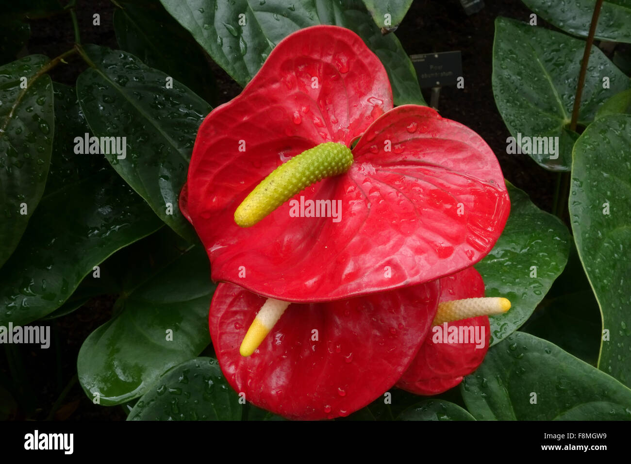 Red heart-shaped Anthurium sp. bract and flower spadix in a hothouse environment with misted water droplets on the leaves Stock Photo
