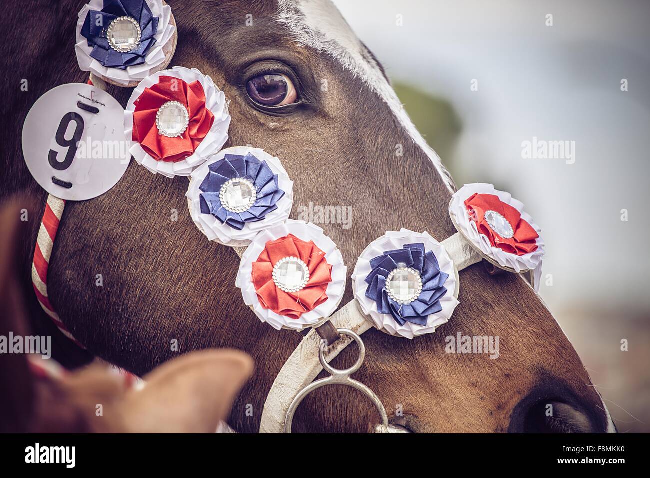 Horse decorated with horse show rosettes Stock Photo