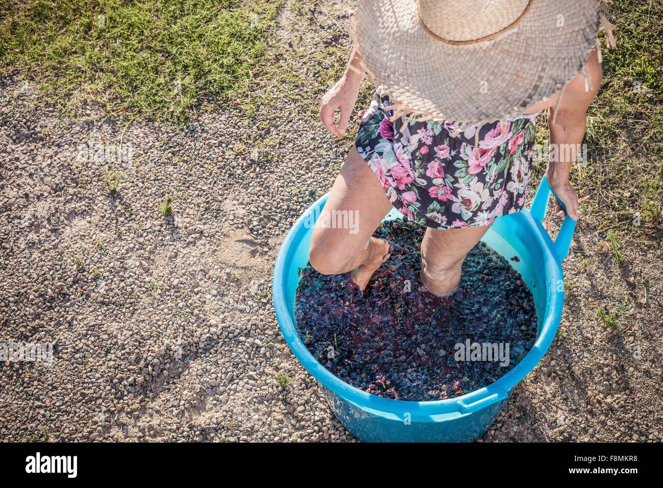 Woman stomping grapes in bucket, Quartucciu, Sardinia, Italy Stock Photo
