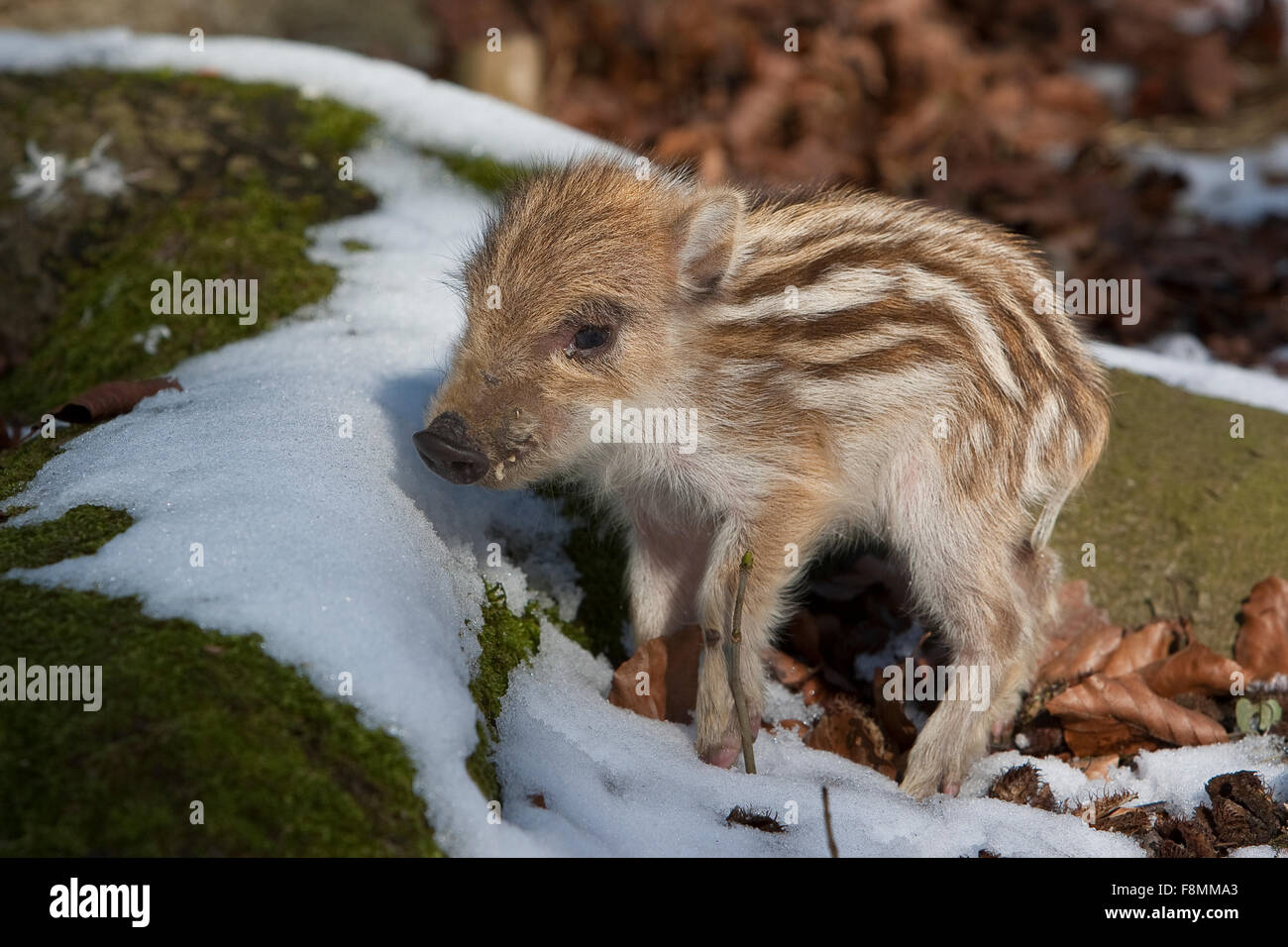 Wild boar, pig, young boar, Wildschwein, Schwarzwild, Frischling, Winter, Schnee, Jungtier, Tierbaby, Tierbabies, Sus scrofa Stock Photo